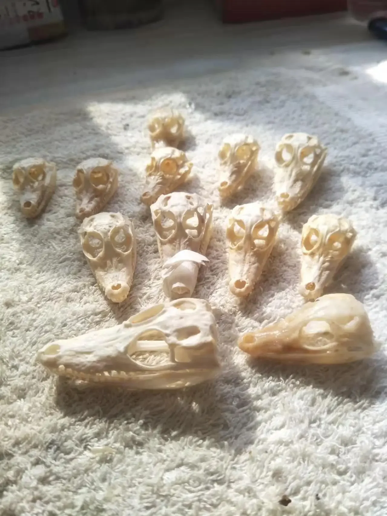 Animal Skullsmall Ornaments Crocodile Ornament Specimen Key Buckle Creative and Personalized Decorations Handicrafts Gifts 5