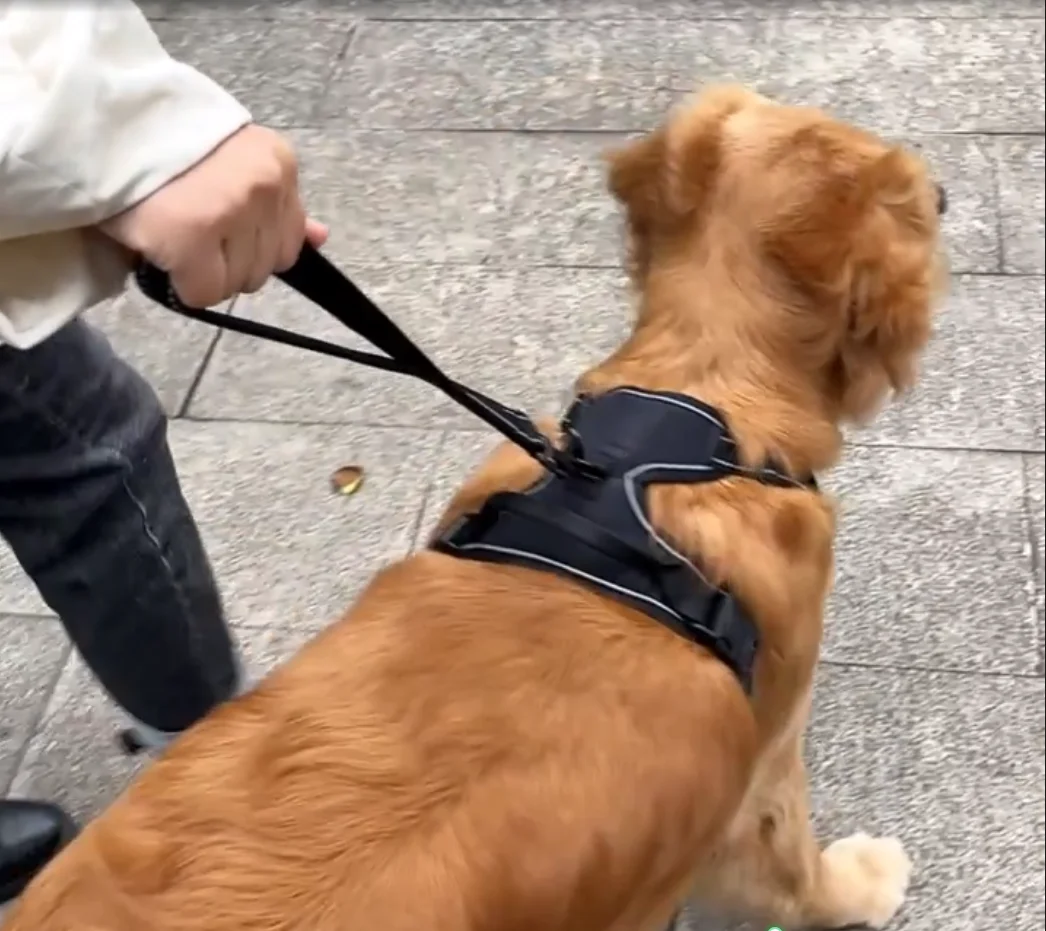 Heavy-Duty Reflective Nylon Dog Leash with Padded Handle - PeticaDeals
