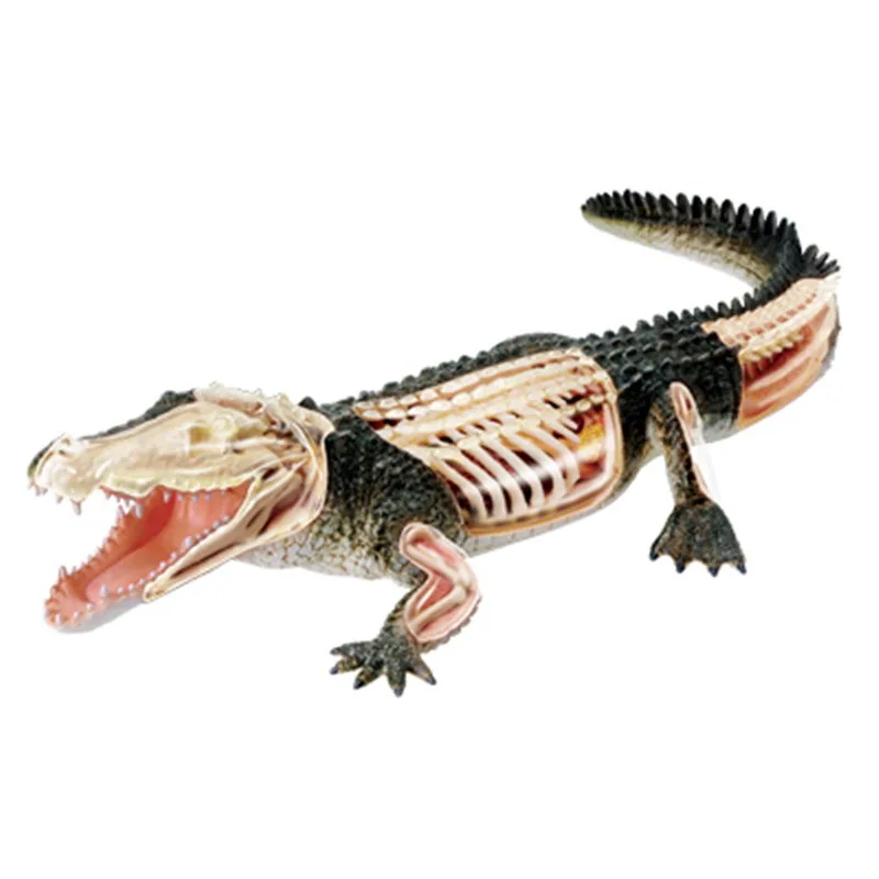 

4D Vision Crocodile Organ Anatomy Model Animal Puzzle Toys for Kids and Medical Students Veterinary Teaching Model