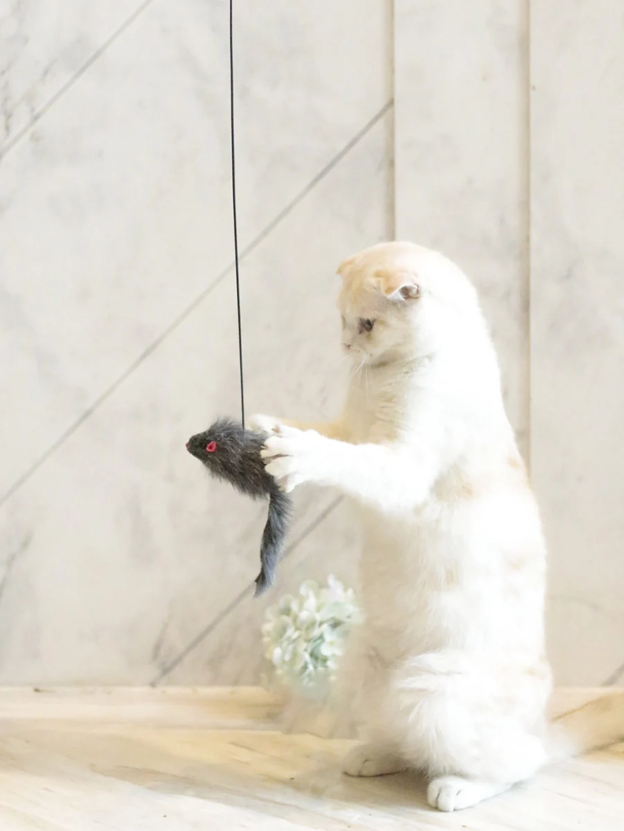 Interactive Door Hanging Cat Toy for Self Play Life Changing Products