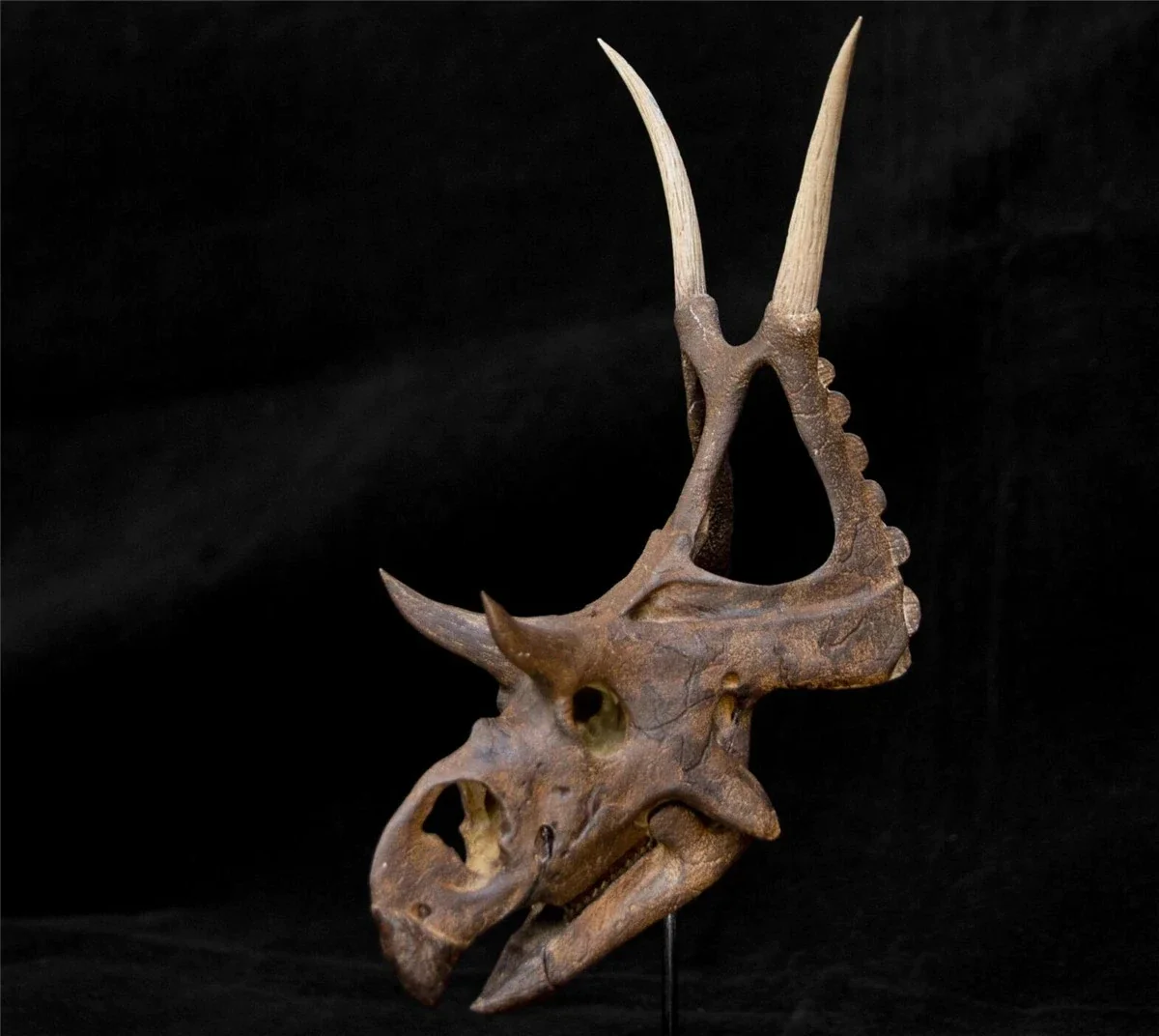 

Diabloceratops Skull Fossil Model Ceratopsidae Dinosaur Figure Animal Toys Collector Educational Decor Gift GK Adult Collection