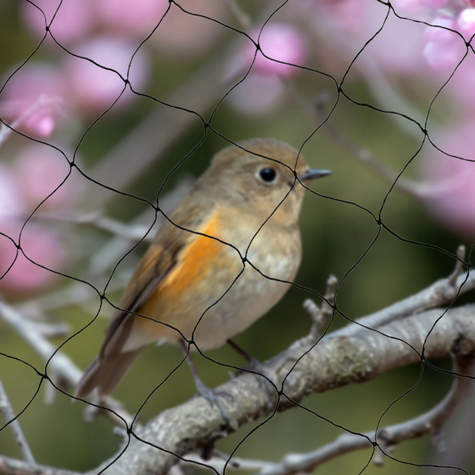 30x15M Bird Netting, Polyester Anti Bird Netting for Chicken Coop, Heavy Duty Black Garden Netting, Poultry Netting Fence