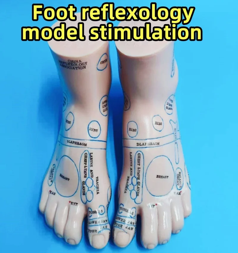 1 pair 19cm Foot reflex zone massage model English code Foot Acupuncture Needle Acupoint reflex zone massage Feet Reflexology foot reflex zone massage model