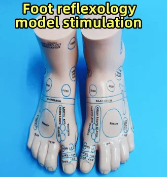 Foot Reflexology Massage Model 1