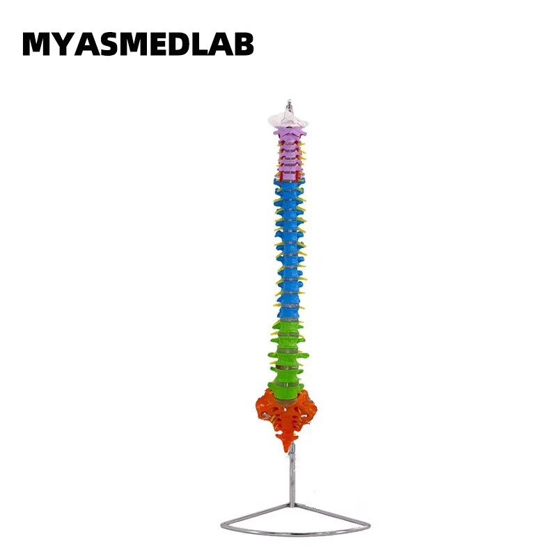 

80 см натуральный большой цветной человеческий позвоночник модель, 1:1 взрослый окрашенный зонирование позвоночника, Шейный И Поясничный каркас позвоночника