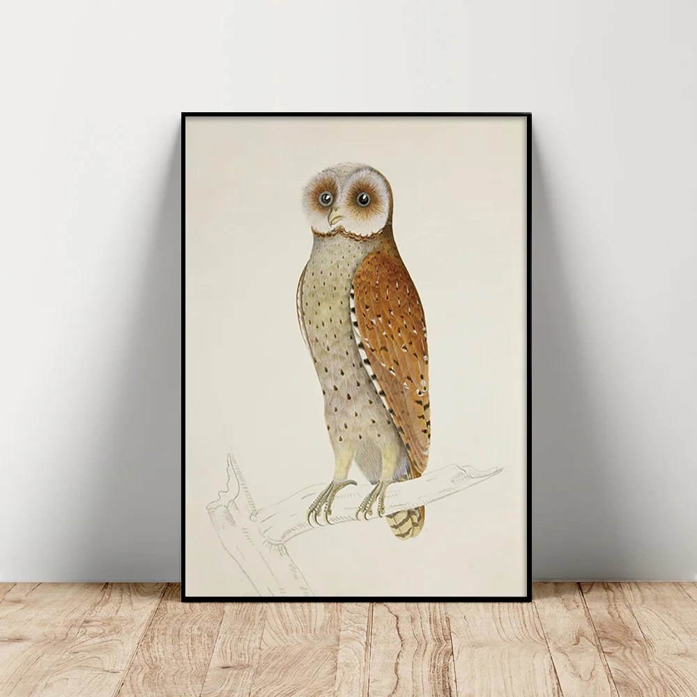 

J Briois Animal Print Art Poster Phodilus Badius Wall Picture Oriental Bay Owl Canvas Painting Decor