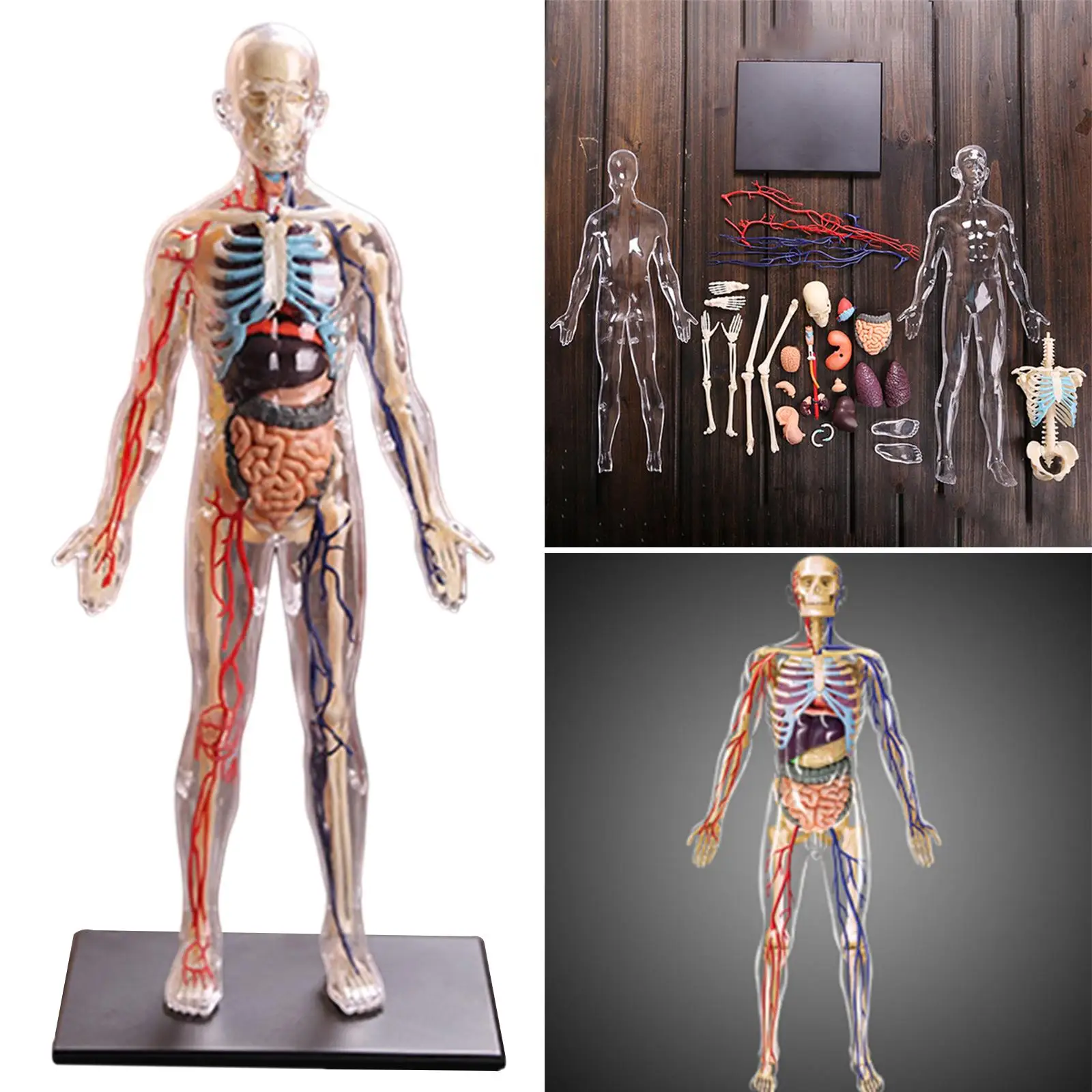 1:6 4D Assembled Human Body Learning Educational Internal Transparent Organ Model Assembling Toys 6