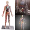 1:6 4D Assembled Human Body Learning Educational Internal Transparent Organ Model Assembling Toys 6