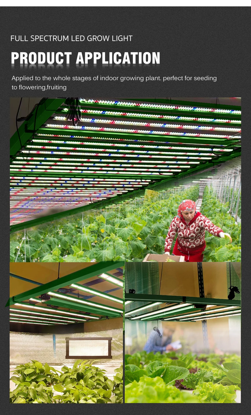 LED Wachsen Licht Vollspektrum Quantum Board Indoor Pflanzung Hydrokultur Gewächshaus Blumensamen Gemüse Anbau Wachstumslampe – Detail 8