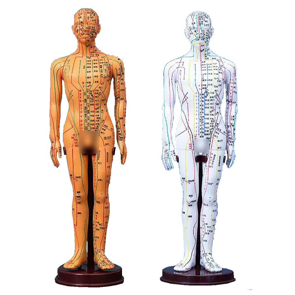 Modèle D'acupuncture Du Corps Humain - Homme/femme Avec Méridiens - 2 Couleurs - Neuf Pour Enseignement