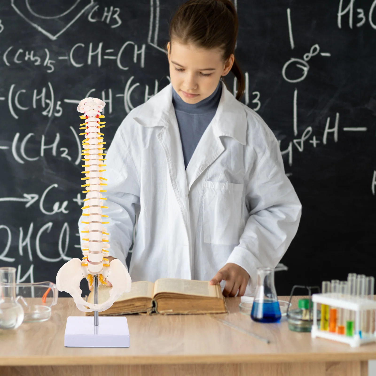 Pvc Spine Model For Practice Anatomy Education Vertebral Column Replica With Nerve Roots Spinal Arteries Intervertebral Discs