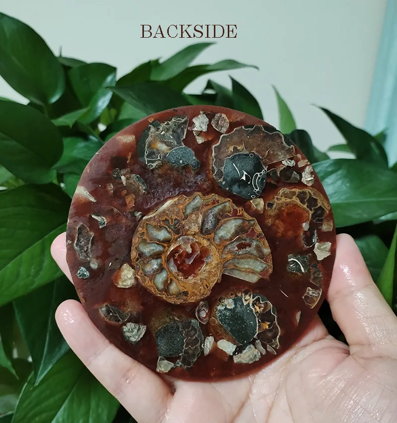 11CM Natural Ammonite Disc Conch Nautilus Specimen Healing Decoration Gift Coaster Art Disc Quartz Crystal Cup Mat Stone 3