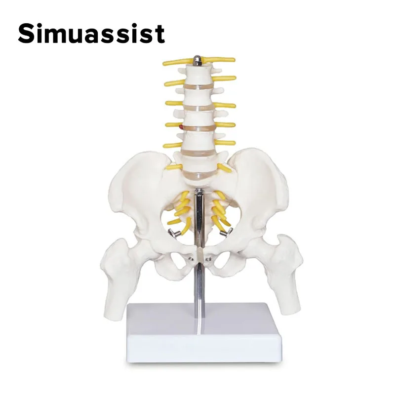 Mini Pelvic Spine Anatomy Model 1