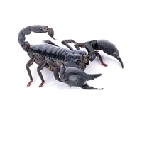 Real Beetle Blue Alien Scorpion Specimen Tarantula Giant Rainforest Insects Steam Beetle Collection Photography Home Decor 2