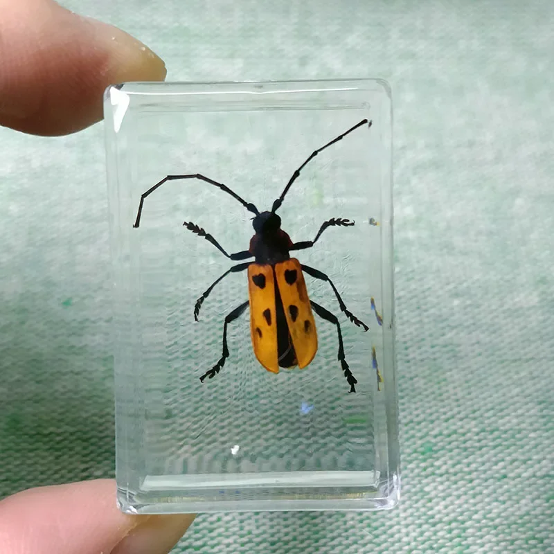 Real Insect Specimens Wrapped In Resin Desktop Decoration Insects Teaching Children's Gifts Biology Class Props 1pcs/4.3cm butterfly specimen