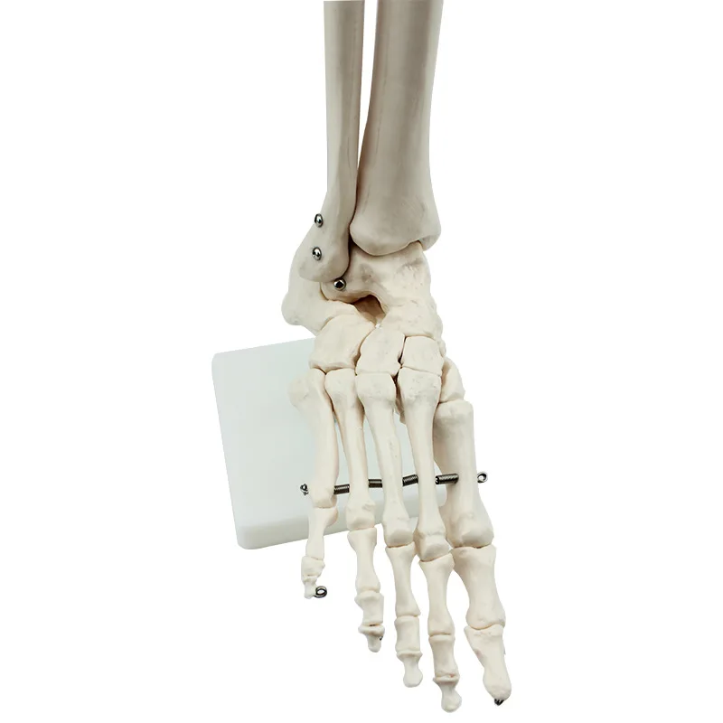 Human foot and foot joint model Orthopedic medical teaching demonstration Human skeleton model Skeleton six joint