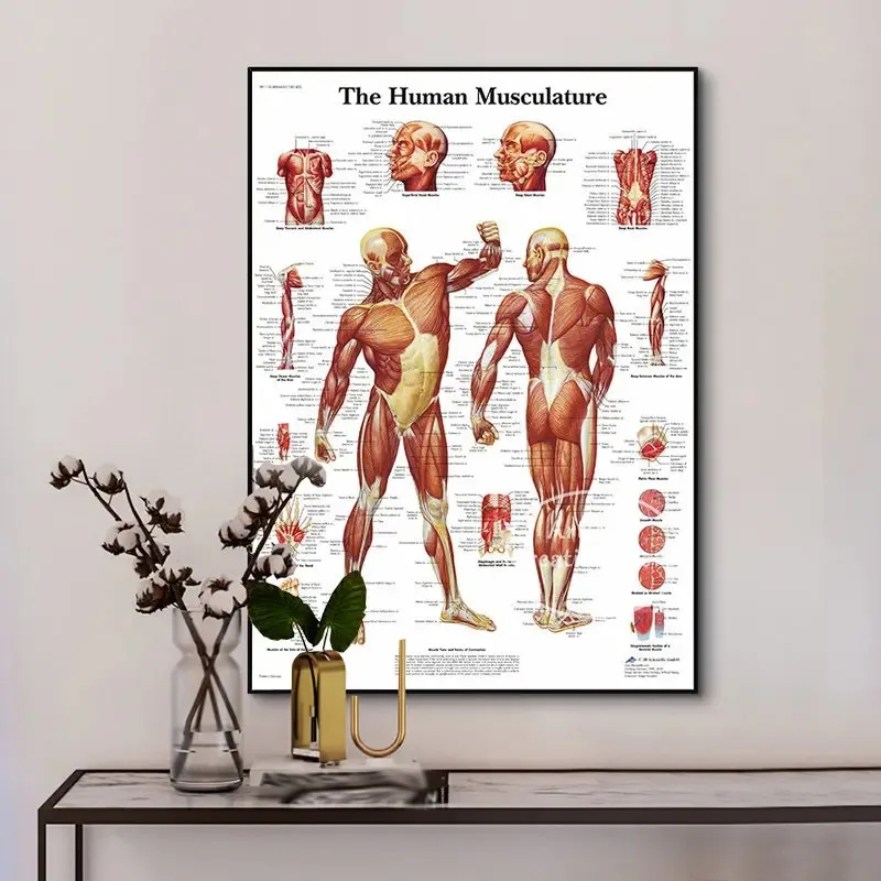 Human Eye Anatomy Muscles System Poster 4