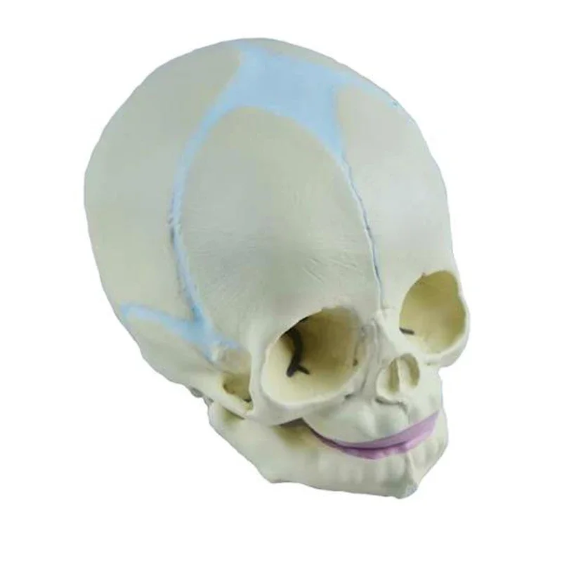 1:1 Human Fetal Baby Infant Anatomical Skull Anatomy Skeleton Model Teaching Supplies Tool for Medical Science Lab Supply