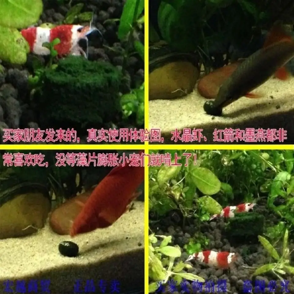 Spirulina Tablets 100pcs Enrichment Favorite Pet Food Fish Crystal Red Shrimp Fish Food Aquarium Accessories