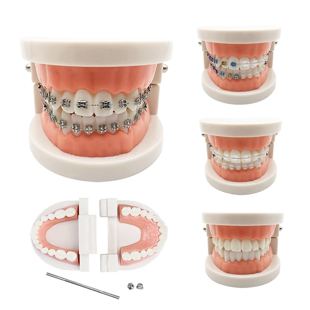 

1PC Dental Teeth Model Teaching Study Demonstration Tool Model Standard Dentist student Model For Teaching