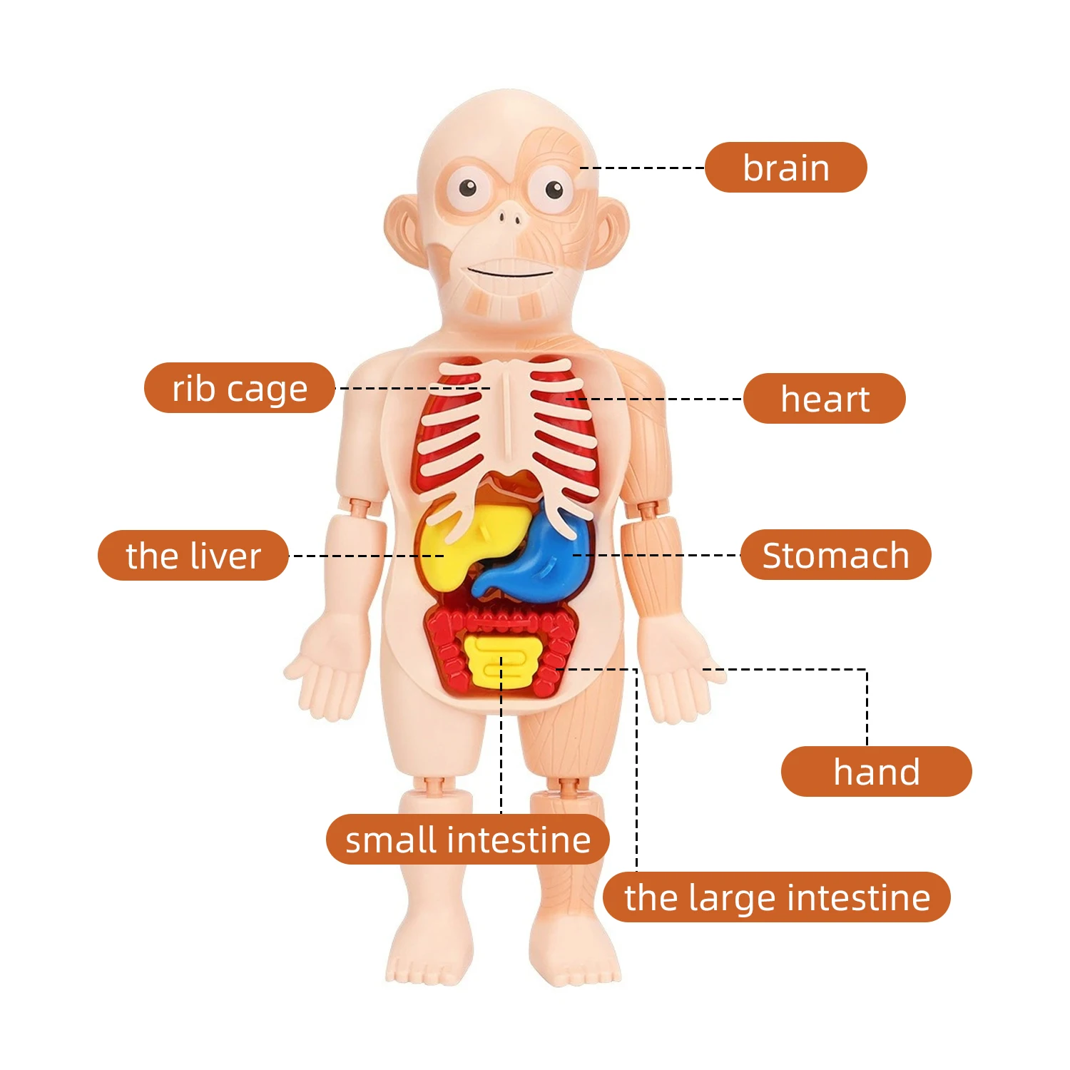 어린이 과학 및 교육 인간 장기 구조 모델, DIY 조립 장난감 계몽 실험, 조기 교육 인지