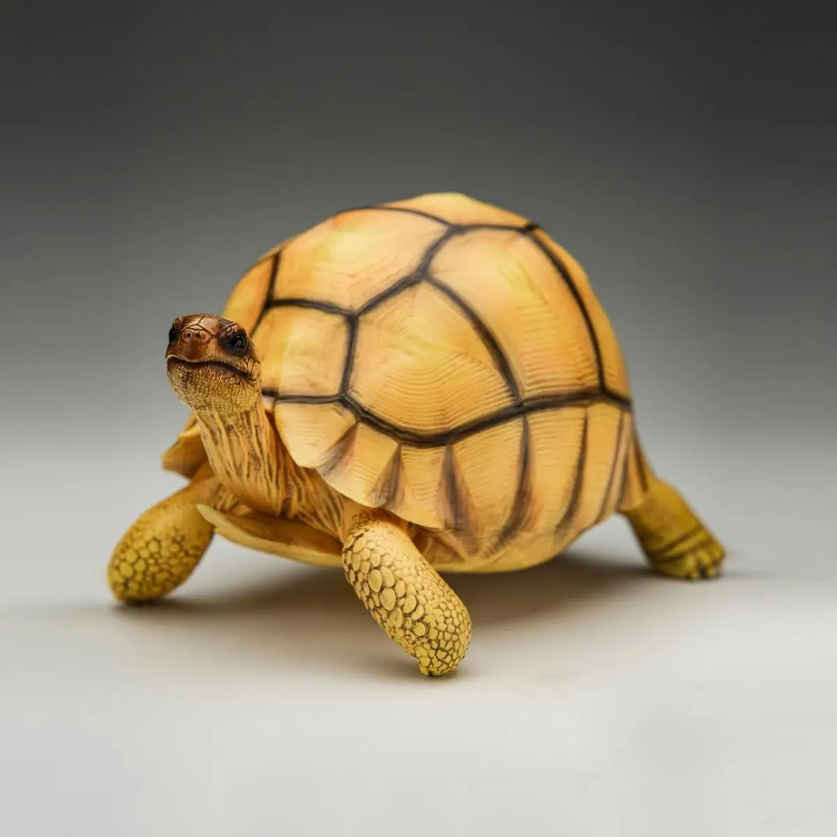 

Angonoka Madagascan (Plowshare) Tortoise Model Astrochelys Yniphora Animal Figure Collection Ornaments Adult Children Toys Gift