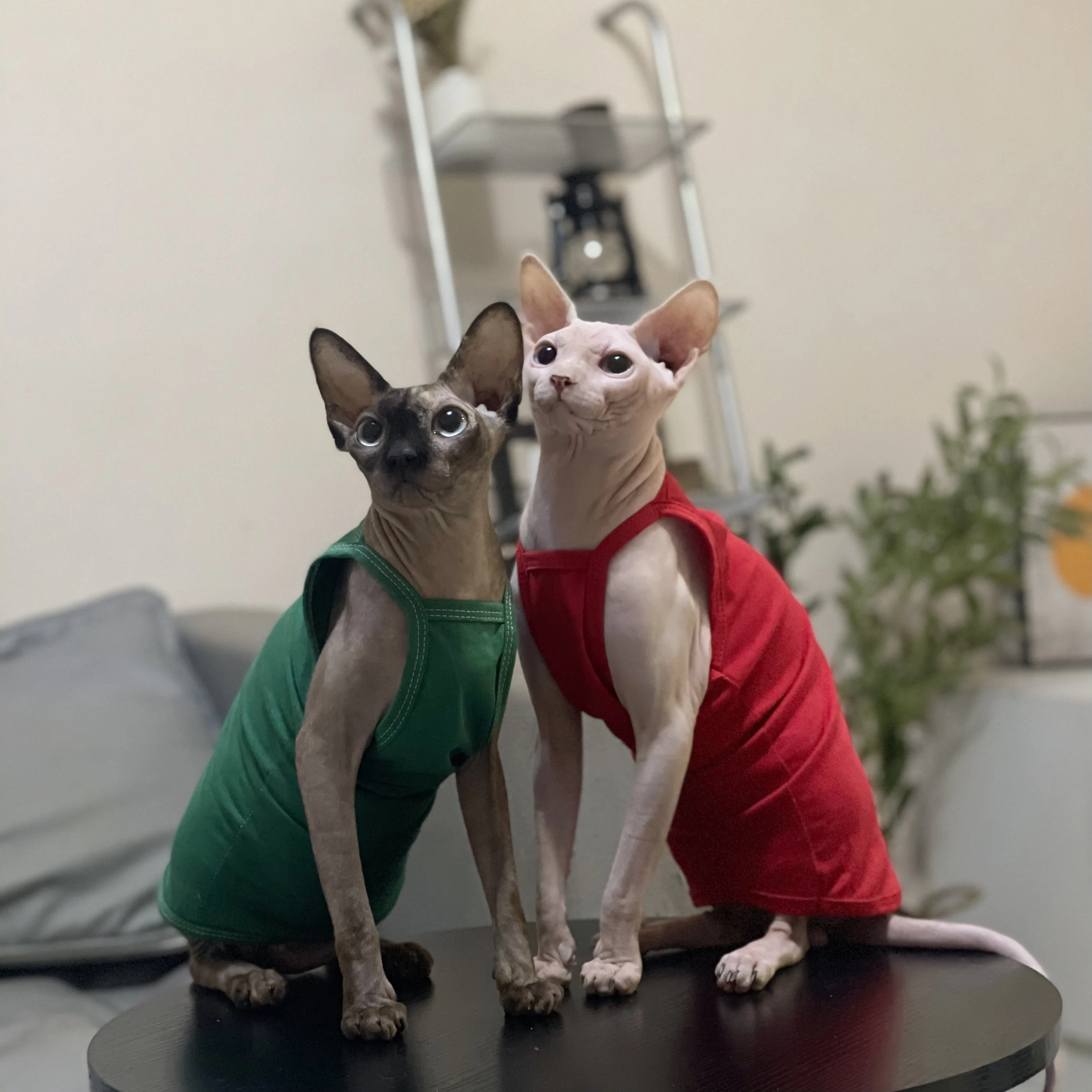 Multicolor Sphynx Pet Cat Clothes Cotton Kittens Outfits For