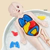 Human Body DIY Assembly 3D Puzzle Anatomy Model Teaching Process Organ Assembled Toys Body Organ Education for Children 5