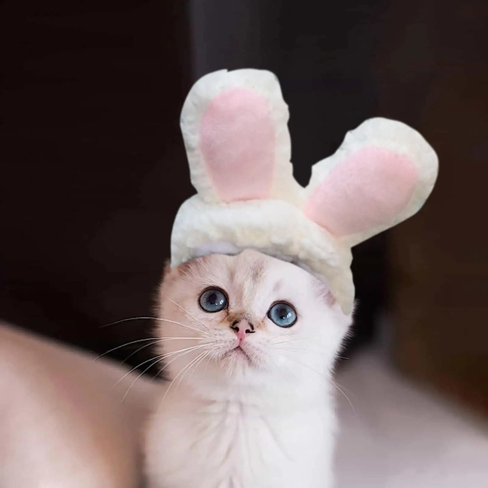 Aesthetic Cat Bunny Hat Cat Wearing Bunny Hat 2025