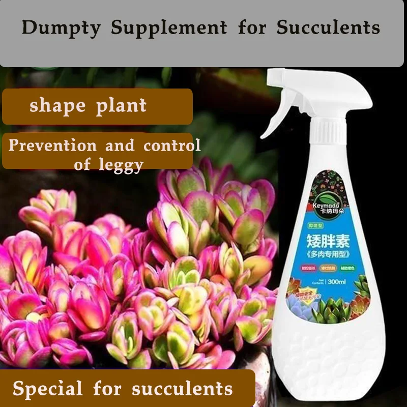 Succulent Plant Eugenin Promotes Budding, Dwarf Fat, Prevents Leggy Organic Granules, Succulent