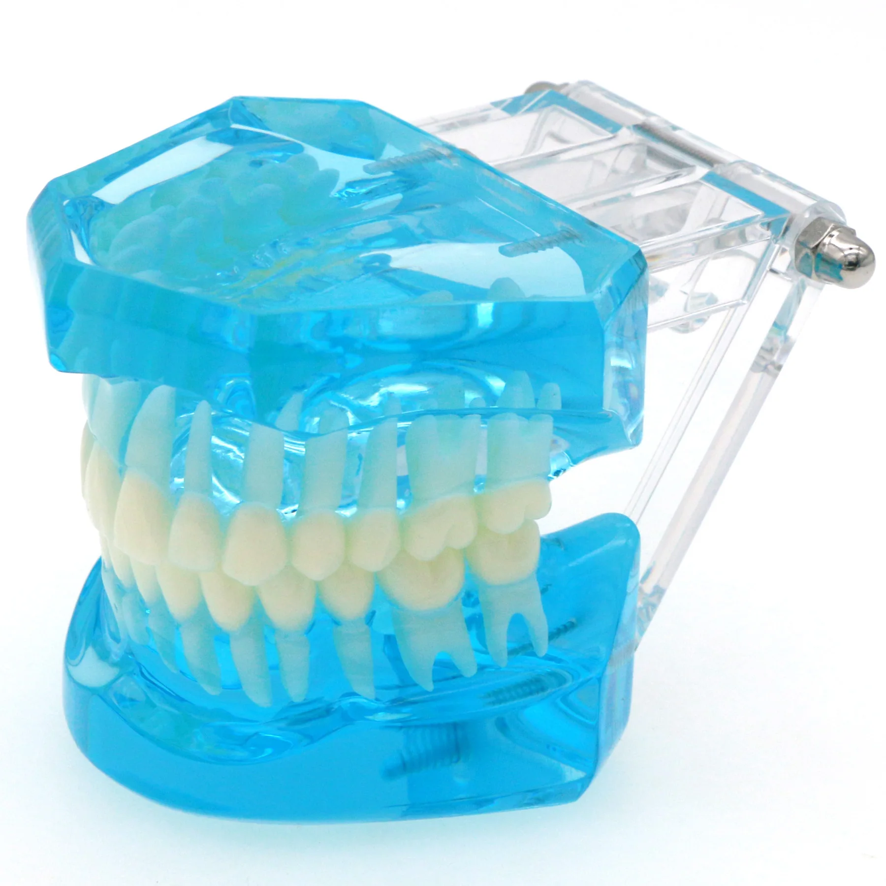 

Dental Teeth Model Typodont 1:1 Adult Standard for Teaching Practice M7001