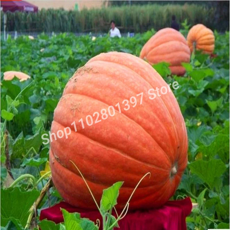 Advanced nutrients hydroponic organic fertilizer EDTA humic fulvic acid Mineral source Potassium Fulvate 55% Fulvic Acid,