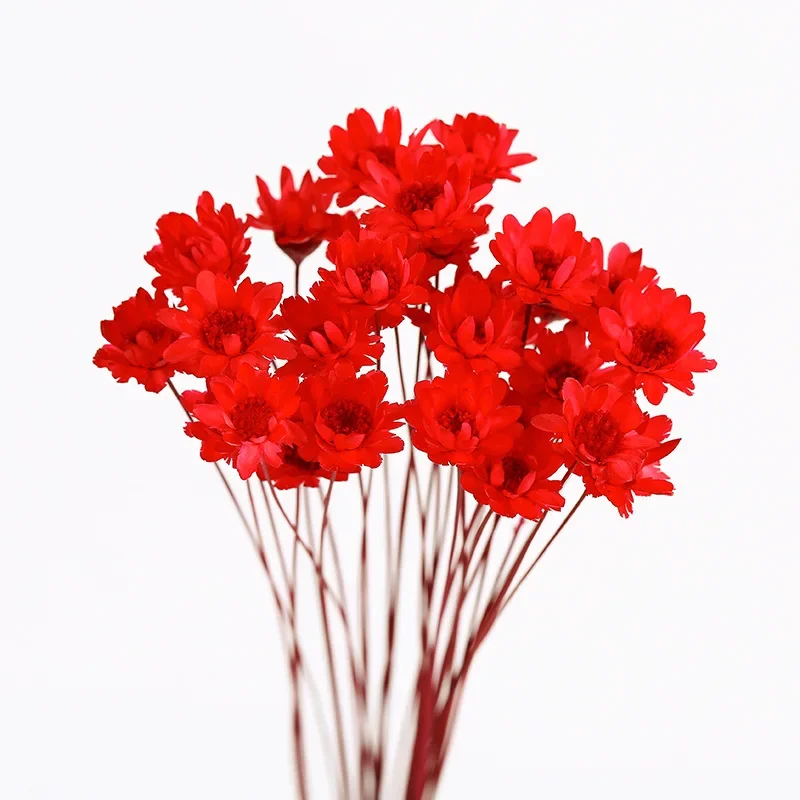 60pcs,Natural Eternal Rose mini star flowers,Dried Flower Bouquet for  Wedding Party Home Decoration accessories,Display flower