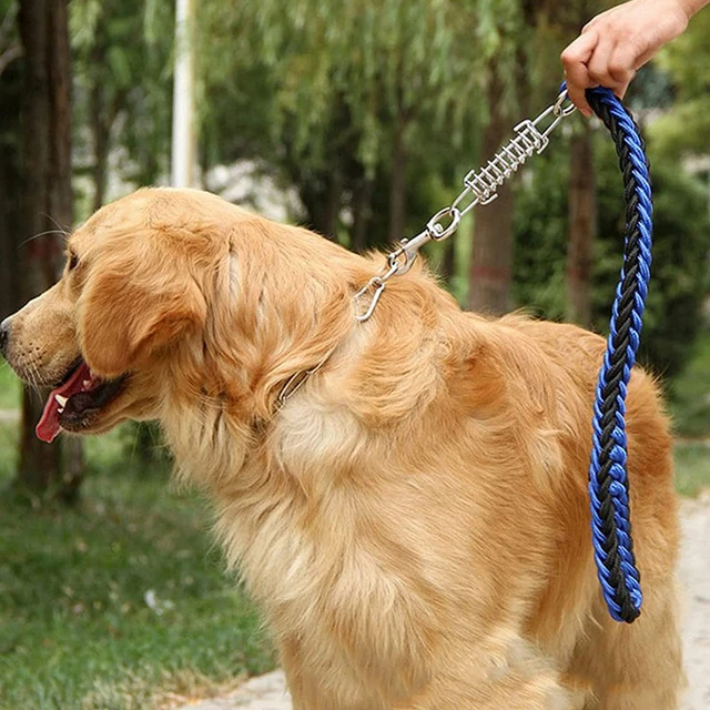 안전하고 편안한 개 산책