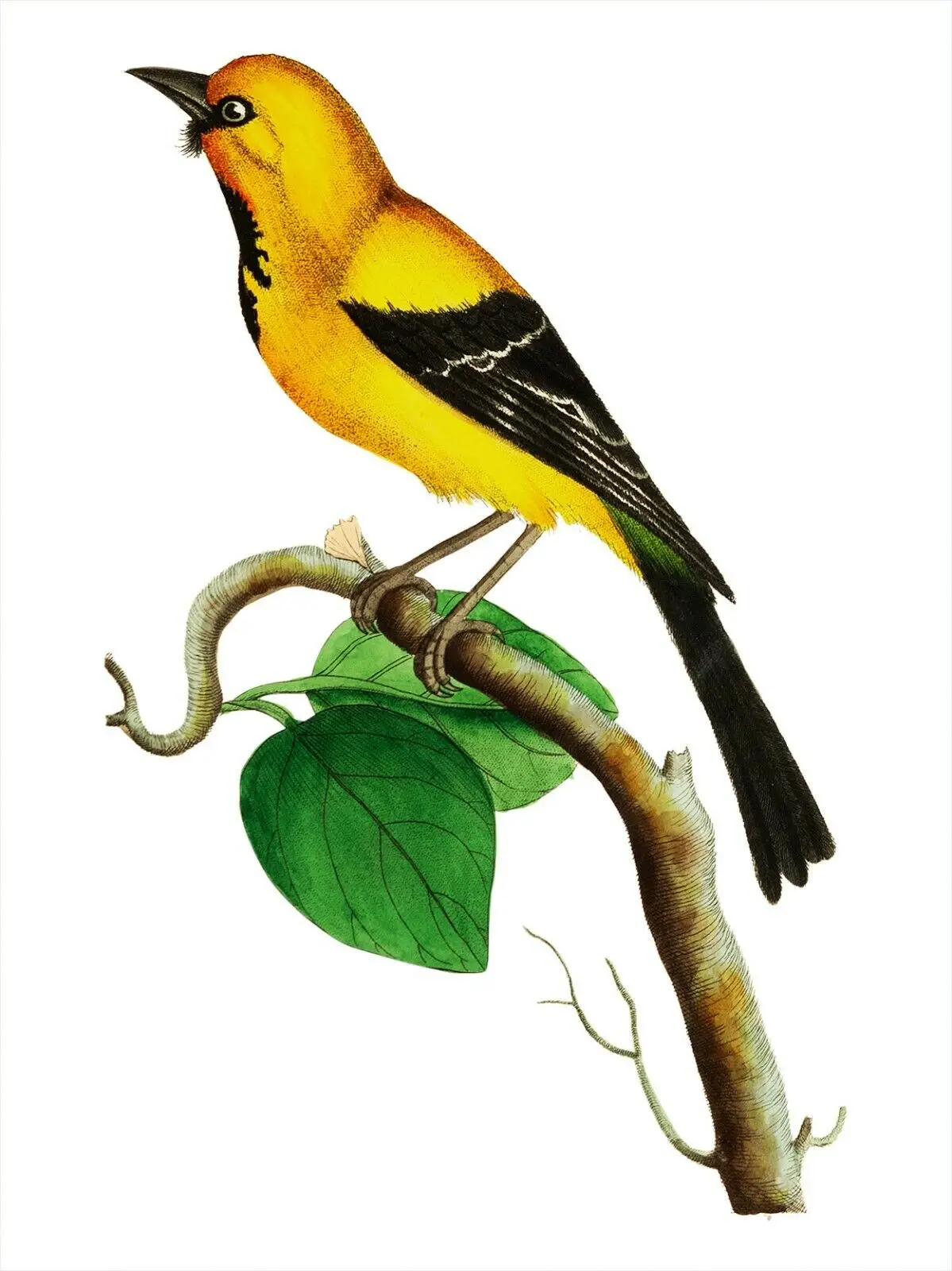 

Lesser Banana Vintage Birds Art print Silk poster Home Wall Decor