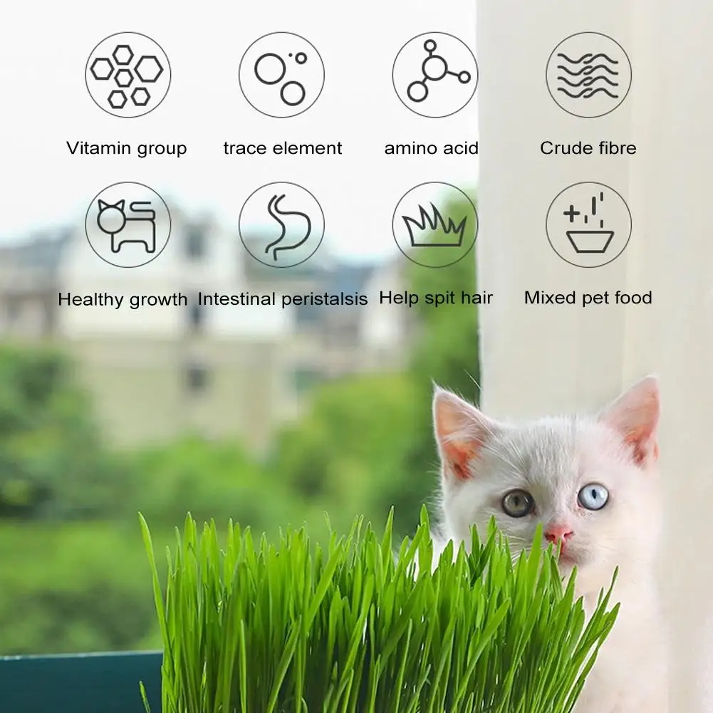 Pot à Herbe à Chat Hydroponique (sans Graines) - Bac à Germination D'herbe De Blé Pour Intérieur - Noir