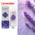 Lavender-New