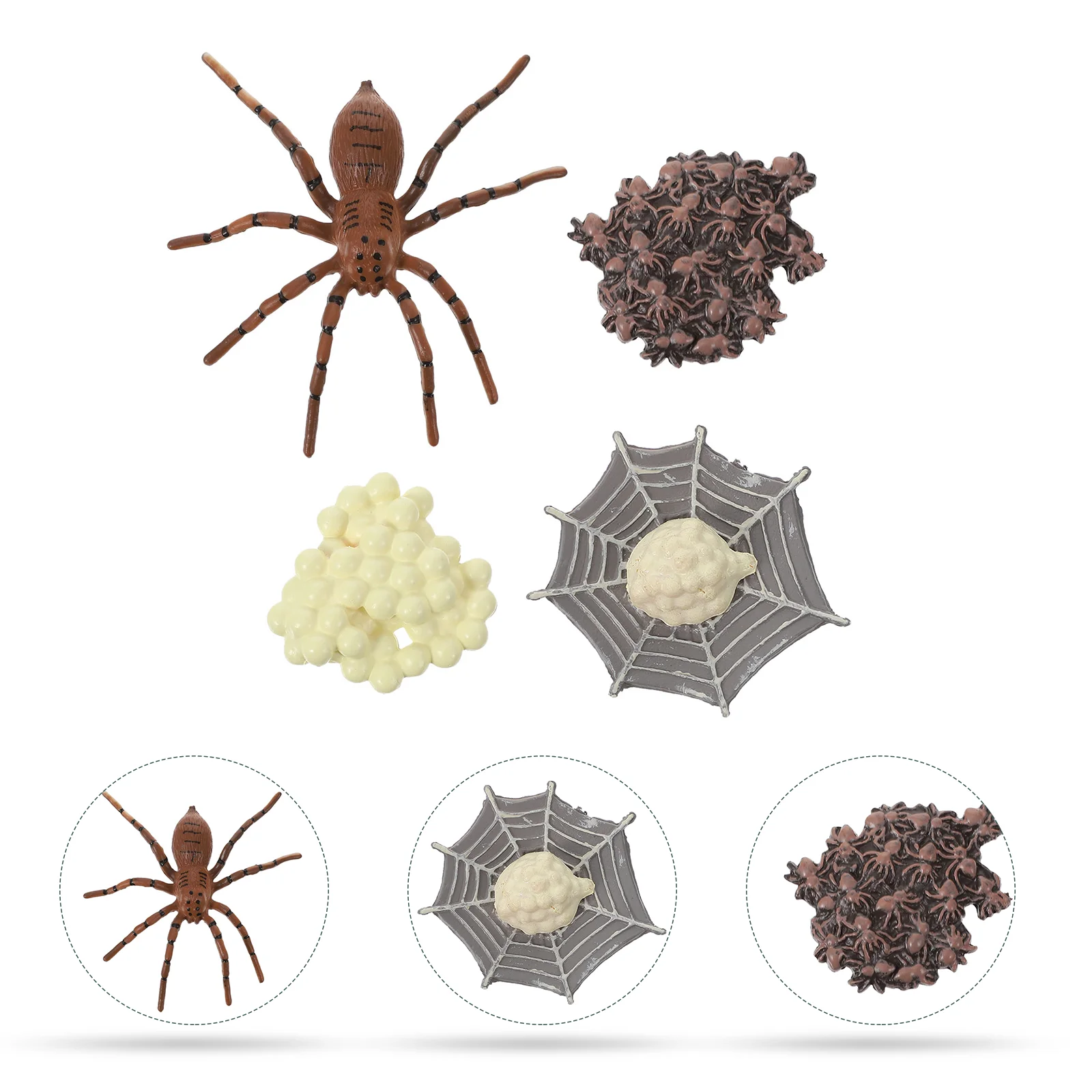 

1 Set Spider Insects Growth Cycle Model Miniature Animals Model Educational Toy