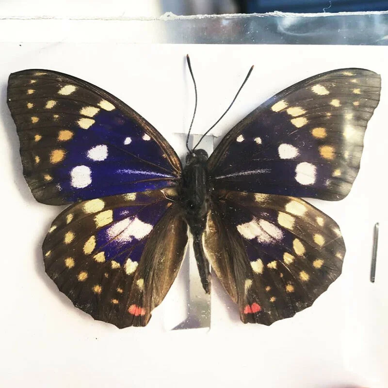 1/5/10/20Pcs Natural Real Beautiful Butterfly Specimens for Hobbies DIY Photo Frame or Home Wall sticker DIY  home decor modern 5