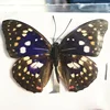 1/5/10/20Pcs Natural Real Beautiful Butterfly Specimens for Hobbies DIY Photo Frame or Home Wall sticker DIY  home decor modern 5