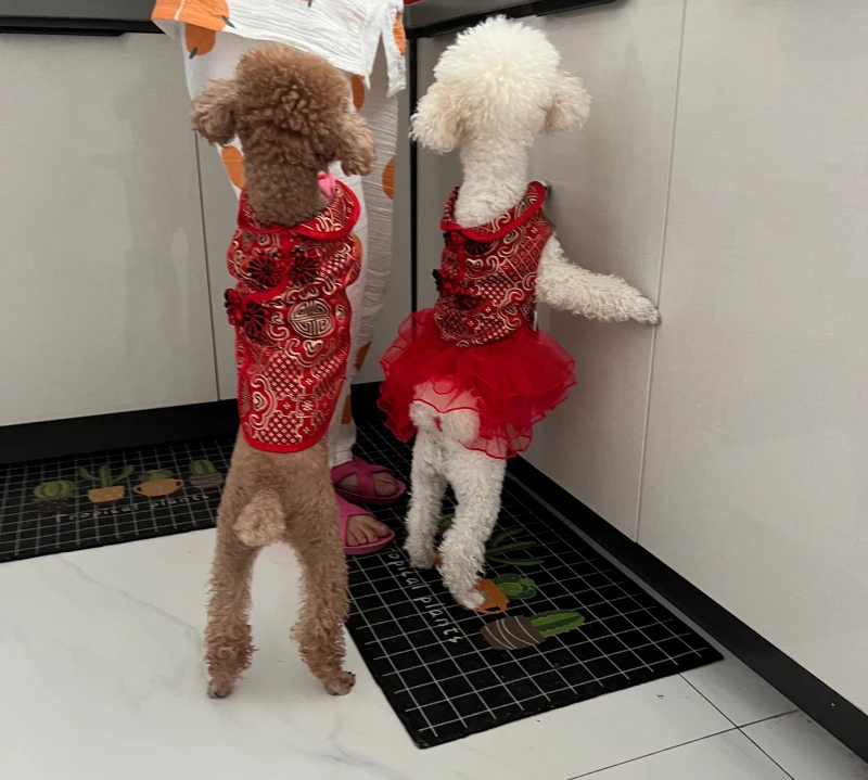 Vestidos para cães