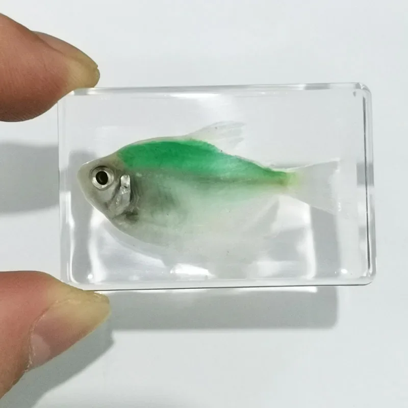 Fish Specimens Built In Epoxy Resin for Home Decoration Butterfly Specimen
