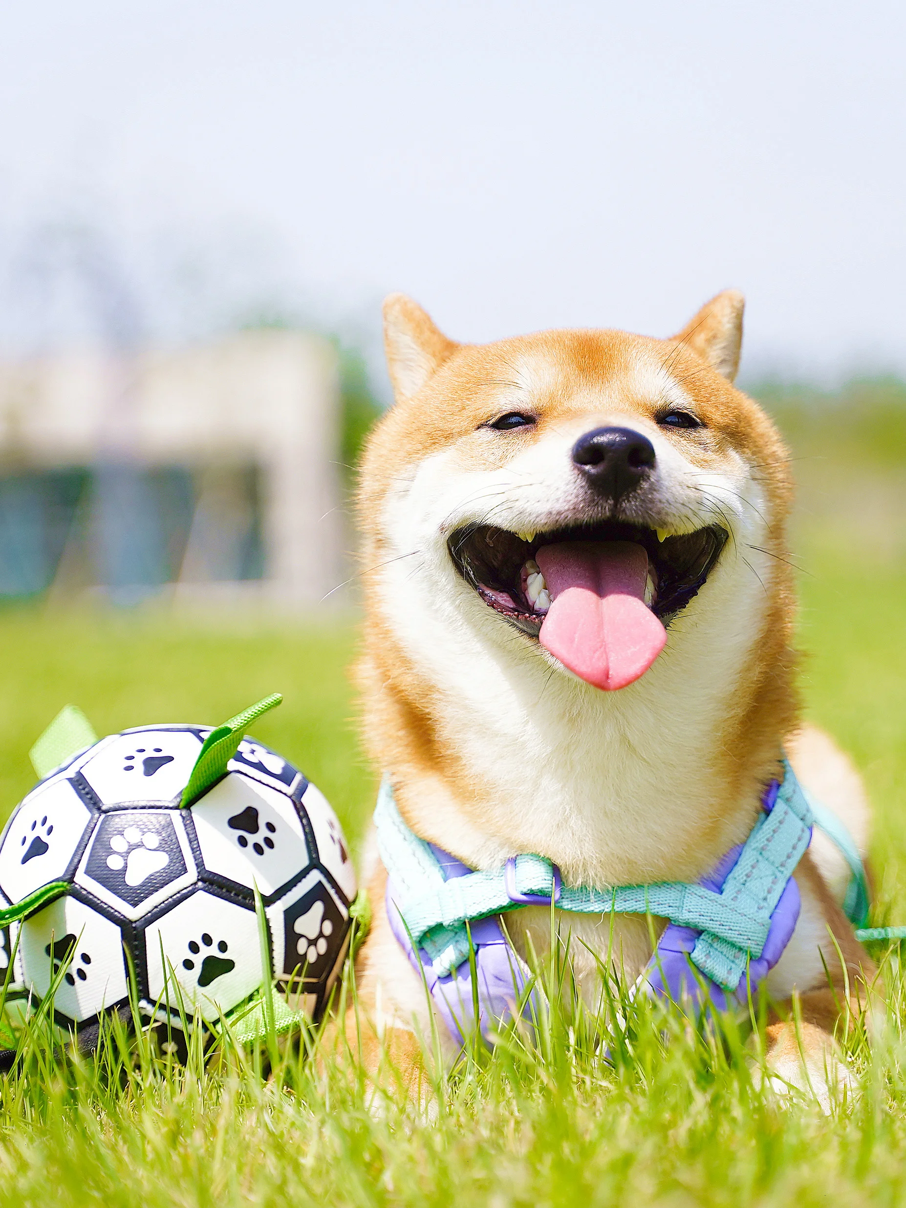 

Dog toy football pet elastic interaction ball toys diversion artifact bite resistance training