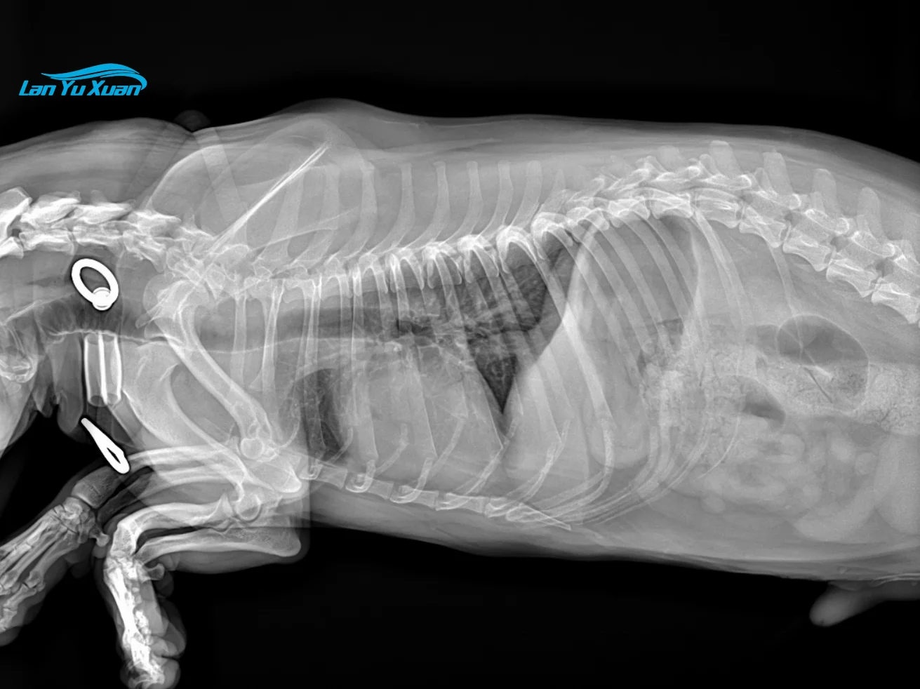 Рисунок 2 - 17*17 цифровой радиологический