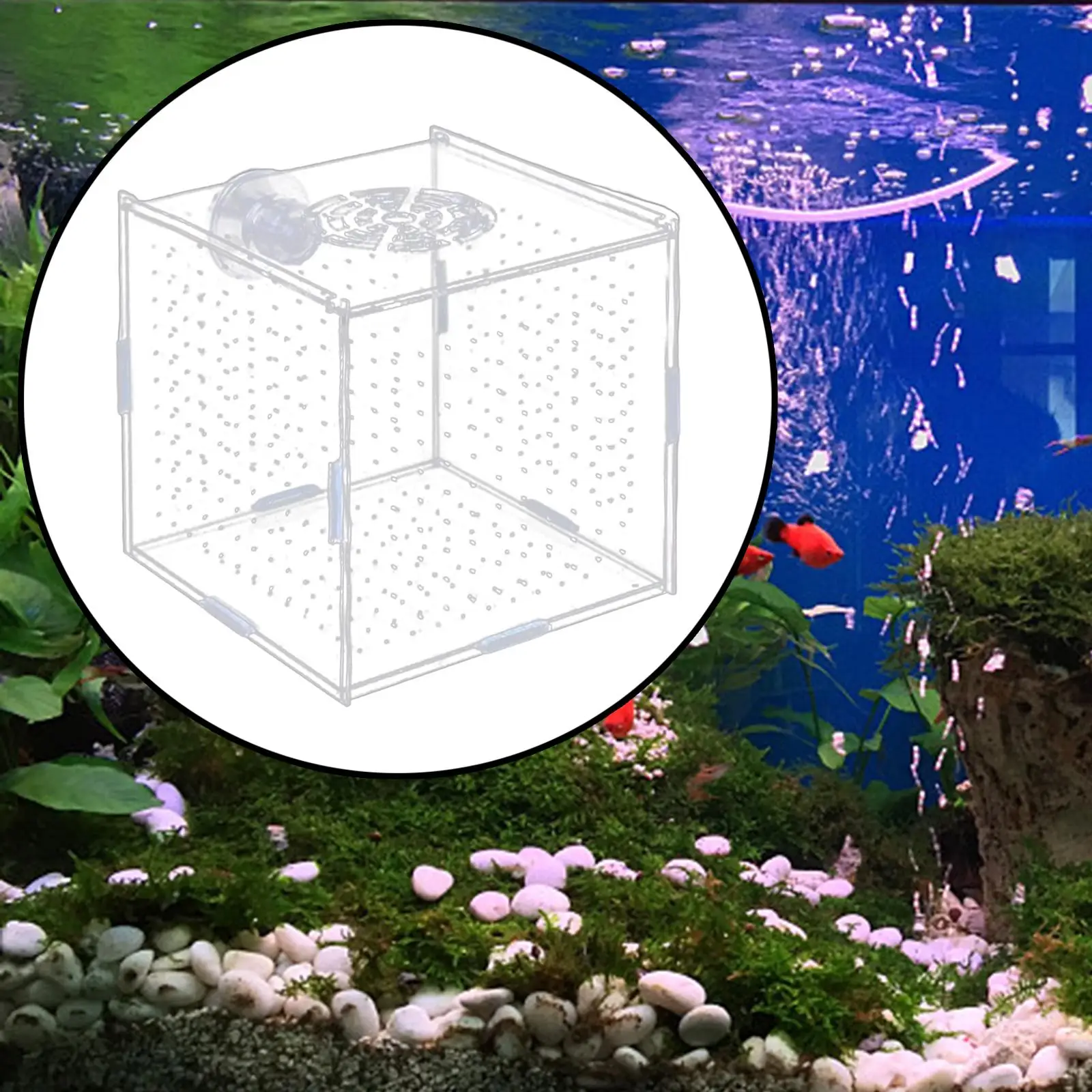 Aquarium Isolation Box Fish Breeding Holder