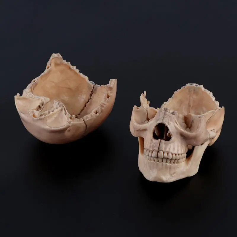 15pcs/set Disassembled Skull Anatomical Model Detachable Medical Teaching Too