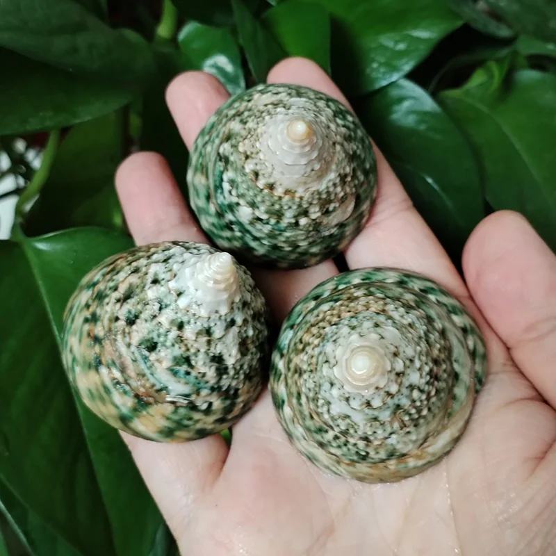3 PCS Pyramid Top Shells, Green Top Snail Natural Tectus Pyramis Sea Shells Specimen Collectibles Fish Tank Aquarium Landscape