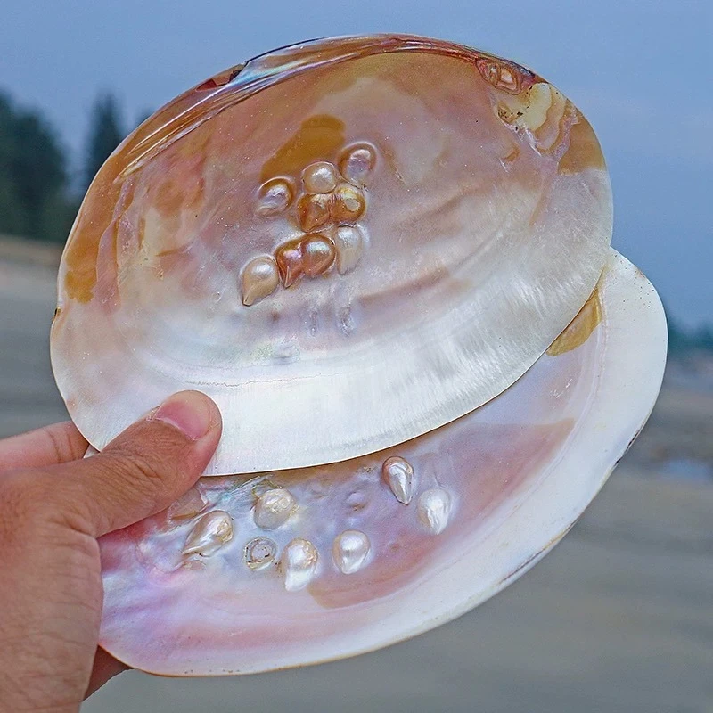 새로운 2개입 소라 껍데기 대형 광택 진주 껍데기 홍합 껍데기 14cm 홈 크리에이티브 컬렉션 장식품 선물