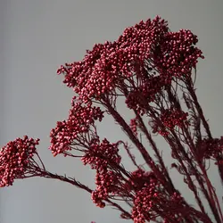Elegant Preserved Rice Flower for Home and Office Decor - Ideal for DIY Crafts and Handmade Candle Projects (Dark Red)