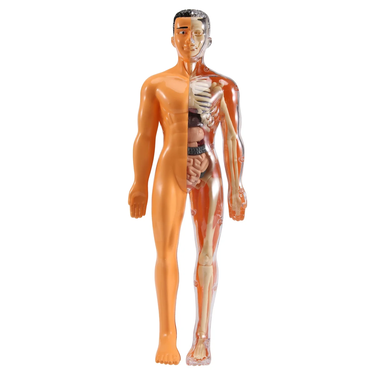 

3D модель анатомии человеческого тела, детская пластиковая модель «сделай сам», научное Раннее Обучение, обучающие игрушки